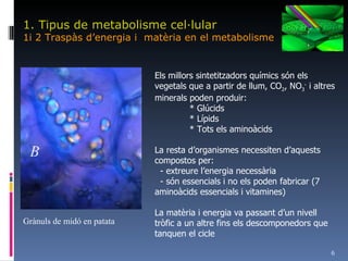 1. Tipus de metabolisme cel·lular 1i 2 Traspàs d’energia i  matèria en el metabolisme Grànuls de midó en patata Els millors sintetitzadors químics són els vegetals que a partir de llum, CO 2 , NO 3 -  i altres minerals poden produir: * Glúcids * Lípids * Tots els aminoàcids La resta d’organismes necessiten d’aquests compostos per: - extreure l’energia necessària - són essencials i no els poden fabricar (7 aminoàcids essencials i vitamines) La matèria i energia va passant d’un nivell tròfic a un altre fins els descomponedors que tanquen el cicle 