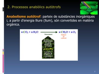 2. Processos anabòlics autòtrofs Anabolisme autòtrof : parteix de substàncies inorgàniques i, a partir d’energia lliure (llum), són convertides en matèria orgànica. 