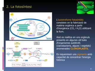 2. La fotosíntesi L’ autotrofisme   fotosintètic  consisteix en la fabricació de matèria orgànica a partir d’inorgànica (CO 2  i H 2 O) utilitzant la llum. Això es realitza en uns orgànuls presents en algunes cèl·lules d’organismes autòtrofs (cianobacteris, algues i vegetals) anomenades  CLOROPLASTS . Es requereixen uns  pigments  amb capacitat de concentrar l’energia fotònica 