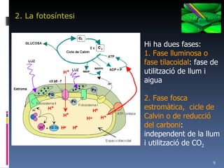 2. La fotosíntesi Hi ha dues fases: 1. Fase lluminosa o fase tilacoidal : fase de utilització de llum i aigua 2. Fase fosca estromàtica,  cicle de Calvin o de reducció del carboni : independent de la llum i utilització de CO 2 