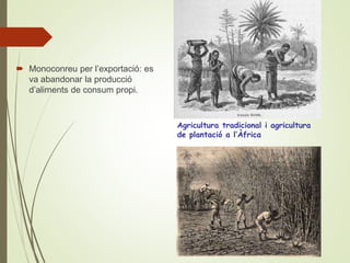  Monoconreu per l’exportació: es
va abandonar la producció
d’aliments de consum propi.
Agricultura tradicional i agricultura
de plantació a l’Àfrica
 