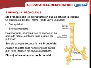 U3 L’APARELL RESPIRATORI
5. BRONQUIS I BRONQUÍOLS
Els bronquis són les estructures en què es bifurca la tràquea.
La tràquea es divideix i forma: (cada un va un pulmó)
- Bronqui dret
- Bronqui esquerre
Posteriorment, aquestes vies es divideixen en
altres de diàmetre inferior quan arriben als
pulmons:
Són els bronquis secundaris i els bronquíols
Acaben en petits sacs hemisfèrics de parets
molt fines i formen els alvèols pulmonars.
El conjunt s'anomena arbre bronquial.
Biología
 