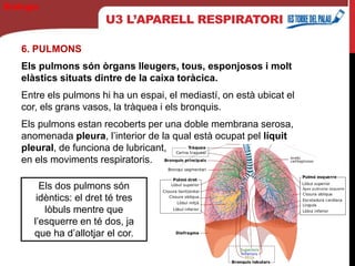 U3 L’APARELL RESPIRATORI
6. PULMONS
Els pulmons són òrgans lleugers, tous, esponjosos i molt
elàstics situats dintre de la caixa toràcica.
Entre els pulmons hi ha un espai, el mediastí, on està ubicat el
cor, els grans vasos, la tràquea i els bronquis.
Els pulmons estan recoberts per una doble membrana serosa,
anomenada pleura, l’interior de la qual està ocupat pel líquit
pleural, de funciona de lubricant,
en els moviments respiratoris.
Biología
Els dos pulmons són
idèntics: el dret té tres
lòbuls mentre que
l’esquerre en té dos, ja
que ha d’allotjar el cor.
 