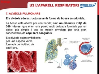 U3 L’APARELL RESPIRATORI
7. ALVÈOLS PULMONARS
Els alvèols són extructures amb forma de bossa arrodonida.
La bossa esta oberta per una banda, amb un diàmetre mitjà de
300 micres, que enen una pared molt delicada formada per un
epiteli pla simple i que es troben envoltats per una gran
concentració de capil·lars sanguinis.
Els alvèols estan embolicats
per una espesa xarxa
formada de multitud de
capil·lars.
Biología
 