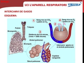U3 L’APARELL RESPIRATORI
INTERCAMVI DE GASOS
ESQUEMA:
Biología
 
