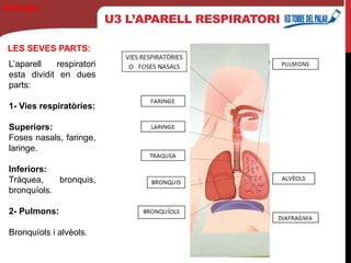 U3 L’APARELL RESPIRATORI
LES SEVES PARTS:
Biología
L’aparell respiratori
esta dividit en dues
parts:
1- Vies respiratòries:
Superiors:
Foses nasals, faringe,
laringe.
Inferiors:
Tràquea, bronquis,
bronquíols.
2- Pulmons:
Bronquíols i alvèols.
 