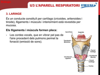 U3 L’APARELL RESPIRATORI
3. LARINGE
És un conducte constituït per cartílags (cricoides, aritenoides i
tiroide), lligaments i músculs i interiorment està revestida per
mucosa.
Els lligaments i músculs formen plecs:
- Les cordes vocals, que en vibrar pel pas de
l'aire procedent dels pulmons permet la
fonació (emissió de sons).
Biología
 
