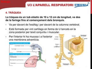 U3 L’APARELL RESPIRATORI
4. TRÀQUEA
La tràquea és un tub elàstic de 10 a 12 cm de longitud, va des
de la faringe fins al començament dels bronquis.
- Va per davant de l'esòfag i per davant de la columna vertebral.
- Està formada per vint cartílags en forma de U tancats en la
zona posterior per teixit conjuntiu i muscular.
- Per l'interior hi ha mucosa i a l'exterior
una membrana adventícia.
Biología
 