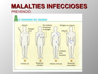 MALALTIES INFECCIOSES PREVENCIÓ: 