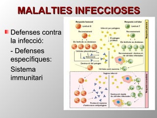 MALALTIES INFECCIOSES Defenses contra la infecció: - Defenses específiques:  Sistema immunitari 