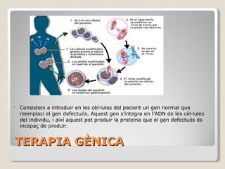 TERAPIA GÈNICA Consisteix a introduir en les cèl·lules del pacient un gen normal que reemplaci el gen defectuós. Aquest gen s’integra en l’ADN de les cèl·lules del individu, i així aquest pot produir la proteïna que el gen defectuós és incapaç de produir. 