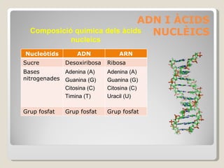 ADN: àcid desoxiribonucleic, és la  molècula fonamental de la vida Biomolècula del nucli formada per la unió de molts nucleòtids. Cada nucleòtid és format per: Monosacàrid Àcid fosfòric Base nitrogenada: A,T,C,G Té forma d’hèlix i està format per dues cadenes complementàries unides per les bases nitrogenades segons A-T, C-G La seqüència de les diferents bases nitrogenades conforma el  codi genètic  de cada individu. Aquest codi conté la informació necessària per la fabricació de les proteïnes que necessita la cèl·lula. La molècula d’ADN s’autoduplica abans de cada divisió cel·lular, de manera que les cèl·lules filles tenen informació genètica idèntica. Es troba al nucli de les cèl·lules en forma de filament (cromatina). Quan es produeix la divisió del nucli, els filaments es diferencien en forma de cromosomes. Hi ha altres àcids nuclèics com l’ARN ÀCIDS NUCLÈICS: ADN I ARN 