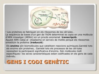 GENS I CODI GENÈTIC Les  proteïnes  són biomolècules formades per una seqüència d’aminoàcids. Són molt versàtils doncs realitzen un seguit de funcions molt diverses: estructural (col·lagen), reguladora (insulina), de transport (hemoglobina), defensiva (anticossos), ... Les proteïnes es sintetitzen a partir d’aminoàcids en el citoplasma utilitzant la informació codificada als gens. Els  enzims  són biomolècules que catalitzen reaccions químiques. Gairebé tots els enzims són proteïnes.. Gairebé tots els processos de les cèl·lules necessiten la participació significativa d'enzims. Són molècules molt específiques i les seves característiques estan codificades en els gens de cada individu Els  gens  són segments de la llarga cadena d’ ADN que contenen informació per fabricar una proteïna, s’ordenen en llargues cadenes que formen els cromosomes.  (La nostra espècie té 23 cromosomes, el cromosoma 1(el més gran) conté 2968 gens, el cromosoma Y(el més petit) 231 gens. El  genoma  és el conjunt de tots els gens d’un individu. Conté tota la informació necessària per la construcció del individu i per la seva supervivència. (La nostra espècie conté 35000 gens) 