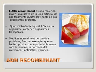 ADN RECOMBINANT L’ADN recombinant  és una molècula  d’ADN  que prové de la unió artificial de  dos fragments d’ADN provinents de dos  organismes diferents. Quan s’introdueix aquest ADN en un  organisme d’una altra espècie s’obtenen  organismes  transgènics S’utilitza normalment per produir  proteïnes, fent per exemple, que un  bacteri produeixi una proteïna humana  com la insulina, la hormona del  creixement, antibiòtics, vacunes… 