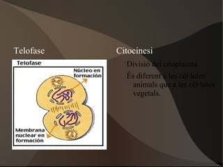 Heterocromatina Constitutiva 