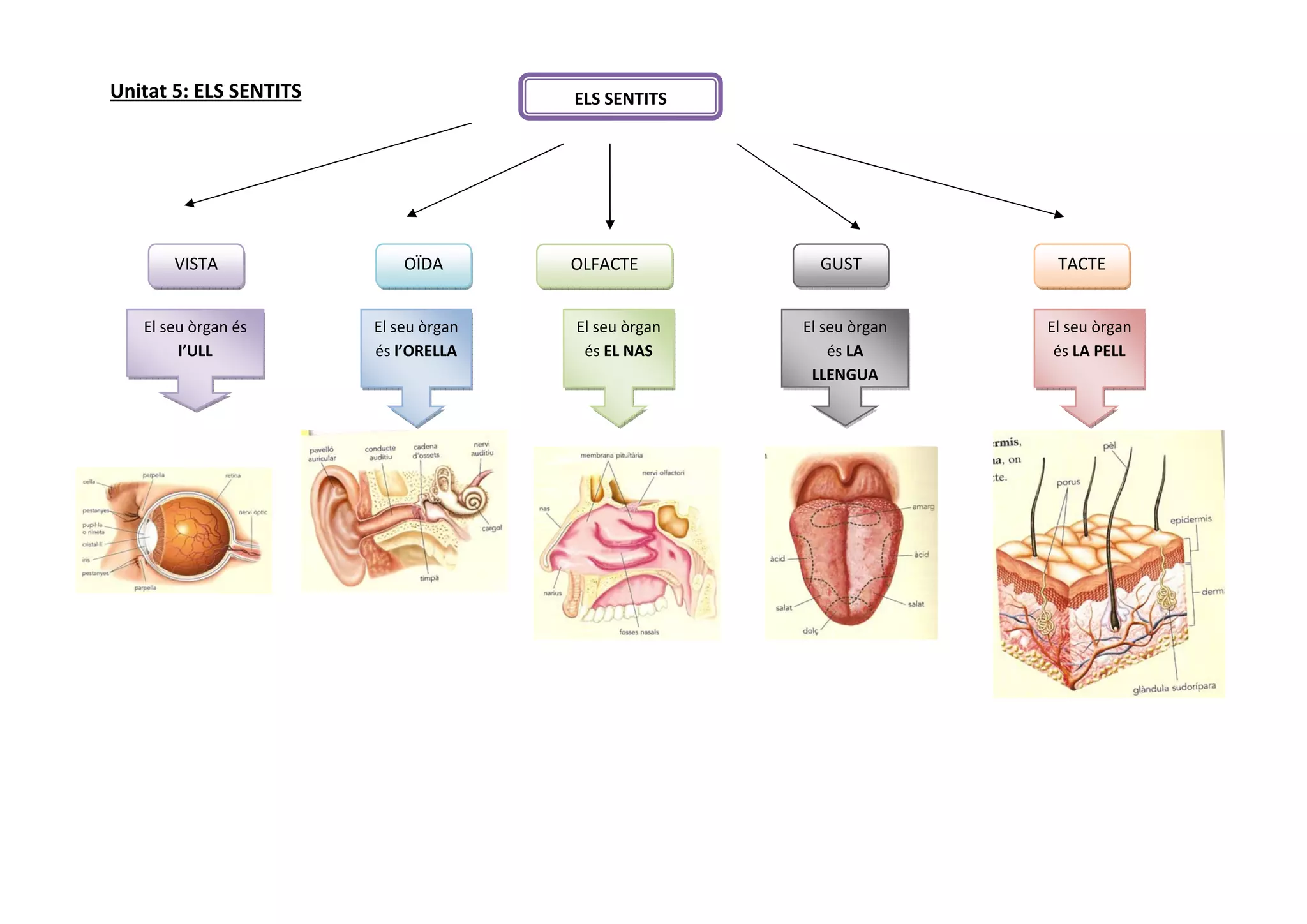Unitat 5: ELS SENTITS                    ELS SENTITS
 

 

 

 
        VISTA                OÏDA        OLFACTE           GUST           TACTE
 

    El seu òrgan és      El seu òrgan    El seu òrgan    El seu òrgan    El seu òrgan 
         l’ULL           és l’ORELLA      és EL NAS          és LA        és LA PELL 
                                                          LLENGUA 

 

 
 