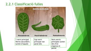 2.2.1 Classificació fulles
1 nervi principal
Nervis secundàris
surten d’aquest
Cap nervi
principal van
paral·lels
Varis nervis
principals surten
des d’on
enganxa el
pecíol
 