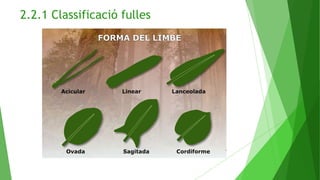 2.2.1 Classificació fulles
 