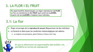 3. LA FLOR I EL FRUIT
3.1: La flor
Els espermatòfits desenvolupen un òrgan reproductor LA FLOR
La flor es transforma en EL FRUIT que conté les LLAVORS.
A partir de les LLAVORS s’originen nous individus.
 Òrgan encarregat de la reproducció sexual (Requereixen de dos individus)
 La floració es dóna quan les condicions meteorològiques són adients.
 La majoria a la primavera, però d’altres a l’estiu o tot l’any
En que es diferencien els espermatòfits dels briòfits i els
pteridòfits en termes de reproducció?
 