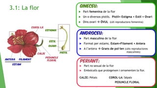 3.1: La flor  Part femenina de la flor
 Un o diversos pistils. Pistil= Estigma + Estil + Ovari
 Dins ovari  ÒVUL (cèl reproductora femenina)
 Part masculina de la flor
 Format per estams. Estam=Filament + Antera
 A l’antera  Grans de pol·len (cèls reproductores
masculines)
 Part no sexual de la flor
 Embolcalls que protegeixen i ornamenten la flor.
CALZE: Pètals COROL·LA: Sèpals
PEDUNCLE FLORAL
 