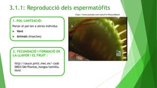 3.1.1: Reproducció dels espermatòfits
1. POL·LINITZACIÓ:
Portar el pol·len a altres individus
 Vent
 Animals (Insectes)
https://www.youtube.com/watch?v=fNuouwMeal4
2. FECUNDACIÓ I FORMACIÓ DE
LA LLAVOR I EL FRUIT :
http://sauce.pntic.mec.es/~csob
0003/SM/Plantas_hongos/semilla.
html
 