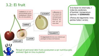 3.2: El fruit
Si la llavor és enterrada, i
troba les condicions
d’humitat i temperatura
òptimes  GERMINARÀ
(Trenca els teguments i treu
petites fulles i arrels)
PERICARPI
EMBRIÓ
LLAVOR
TEGUMENTS
ALBUMEN
Perquè el pericarpi dels fruits acostumen a ser nutritius pels
animals? Què en treu la planta?
 