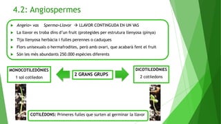 4.2: Angiospermes
 Angeio= vas Sperma=Llavor  LLAVOR CONTINGUDA EN UN VAS
 La llavor es troba dins d’un fruit (protegides per estrutura llenyosa (pinya)
 Tija llenyosa herbàcia i fulles perennes o caduques
 Flors unisexuals o hermafrodites, però amb ovari, que acabarà fent el fruit
 Són les més abundants 250.000 espècies diferents
2 GRANS GRUPS
MONOCOTILEDÒNIES
1 sol cotiledon
DICOTILEDÒNIES
2 cotiledons
COTILÈDONS: Primeres fulles que surten al germinar la llavor
 