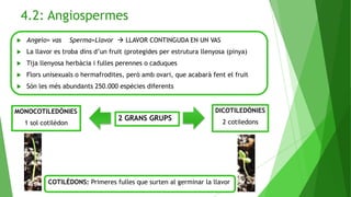 4.2: Angiospermes
 Angeio= vas Sperma=Llavor  LLAVOR CONTINGUDA EN UN VAS
 La llavor es troba dins d’un fruit (protegides per estrutura llenyosa (pinya)
 Tija llenyosa herbàcia i fulles perennes o caduques
 Flors unisexuals o hermafrodites, però amb ovari, que acabarà fent el fruit
 Són les més abundants 250.000 espècies diferents
2 GRANS GRUPS
MONOCOTILEDÒNIES
1 sol cotilèdon
DICOTILEDÒNIES
2 cotiledons
COTILÈDONS: Primeres fulles que surten al germinar la llavor
 