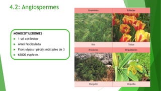 4.2: Angiospermes
MONOCOTILEDÒNIES
 1 sol cotilèdon
 Arrel fasciculada
 Flors sèpals i pètals múltiples de 3
 65000 espècies
 