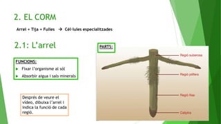 2. EL CORM
2.1: L’arrel
Arrel + Tija + Fulles  Cèl·lules especialitzades
FUNCIONS:
 Fixar l’organisme al sòl
 Absorbir aigua i sals minerals
PARTS:
Després de veure el
vídeo, dibuixa l’arrel i
indica la funció de cada
regió.
 