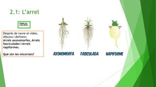 2.1: L’arrel
TIPUS:
Després de veure el vídeo,
dibuixa i defineix:
Arrels axonomorfes, Arrels
fasciculades i Arrels
napiformes.
Què són les micorizes?
 