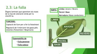 2.3: La fulla
FUNCIONS:
Captació de llum per a fer la fotosíntesi
Regulació de l’intercanvi de gasos pels
estomes (Fotosíntesi i Respiració)
Òrgans laminars que apareixen als nusos
de la tija de coloració verda per la
clorofil·la.
PARTS:
Limbe: Anvers i Revers
Pecíol i Base
Nervadura (Vasos conductors)
Espematòfits de
- Fulla perenne
- Fulla caduca
 