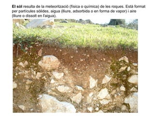El sòl resulta de la meteorització (física o química) de les roques. Està format
per partícules sòlides, aigua (lliure, adsorbida o en forma de vapor) i aire
(lliure o dissolt en l'aigua).
 
