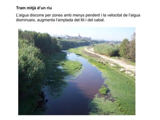 Tram mitjà d’un riu
L’aigua discorre per zones amb menys pendent i la velocitat de l’aigua
disminueix, augmenta l’amplada del llit i del cabal.
 