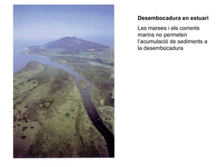 Desembocadura en estuari
Les marees i els corrents
marins no permeten
l’acumulació de sediments a
la desembocadura
 