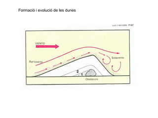 Formació i evolució de les dunes
 