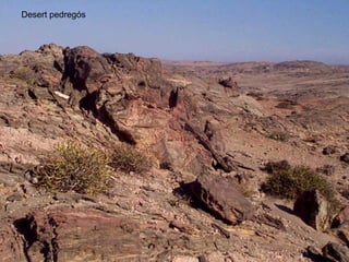 Desert pedregós
 