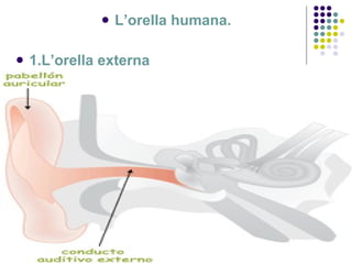<ul><li>L’orella humana. </li></ul><ul><li>1.L’orella externa </li></ul>