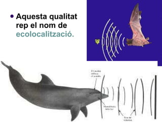 Aquesta qualitat rep el nom de  ecolocalització. 