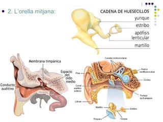 2. L’orella mitjana:   