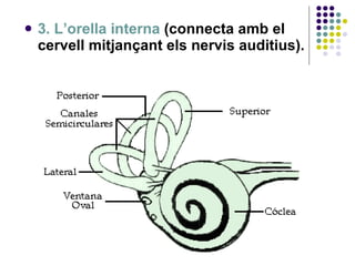 3. L’orella interna  (connecta amb el cervell mitjançant els nervis auditius). 