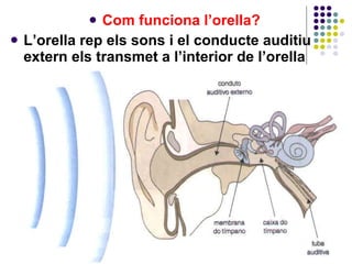 Com funciona l’orella? L’orella rep els sons i el conducte auditiu extern els transmet a l’interior de l’orella 