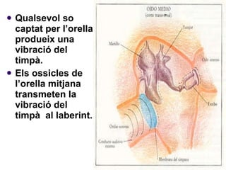Qualsevol so captat per l’orella produeix una vibració del timpà.  Els ossicles de l’orella mitjana transmeten la vibració del timpà  al laberint. 