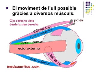 El moviment de l’ull possible gràcies a diversos músculs.   
