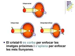 El cristal·lí  es corba  per enfocar les imatges pròximes i  s’aplana  per enfocar les més llunyanes.  