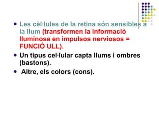 Les cèl·lules de la retina són sensibles a la llum  (transformen la informació lluminosa en impulsos nerviosos = FUNCIÓ ULL).  Un tipus cel·lular capta llums i ombres (bastons). Altre, els colors (cons).  