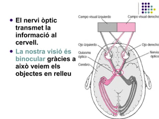 El nervi òptic transmet la informació al cervell. La nostra visió és binocular  gràcies a això veiem els objectes en relleu 