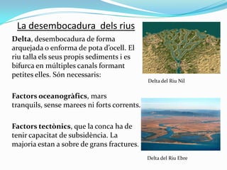 La desembocadura dels rius
Delta, desembocadura de forma
arquejada o enforma de pota d’ocell. El
riu talla els seus propis...