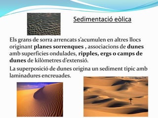 Sedimentació eòlica
Els grans de sorra arrencats s’acumulen en altres llocs
originant planes sorrenques , associacions de dunes
amb superficies ondulades, ripples, ergs o camps de
dunes de kilòmetres d’extensió.
La superposició de dunes origina un sediment tìpic amb
laminadures encreuades.

 