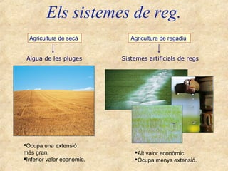Els sistemes de reg.
  Agricultura de secà          Agricultura de regadiu


 Aigua de les pluges        Sistemes artificials de regs




Ocupa una extensió
més gran.                       Alt valor econòmic.
Inferior valor econòmic.       Ocupa menys extensió.
 